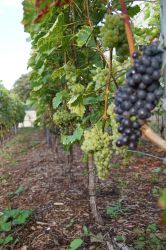 Weinlese 2020 11